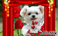 CUTE WHITE DOG, RED ROSES. RED HEARTS, BEHIND A TED CURTAIN. - Nemokamas animacinis gif