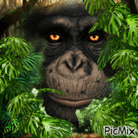 Concours "Gorille" animovaný GIF