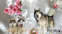 chiens nordiques - GIF animé gratuit