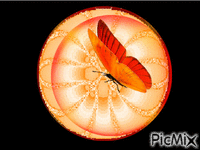 Orange - Nemokamas animacinis gif