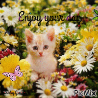 Enjoy your day