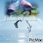 les dauphin Animated GIF