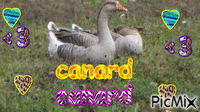 canard - Δωρεάν κινούμενο GIF