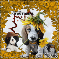Bel d'automne - Free animated GIF