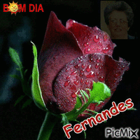 bom dia Rosa Fernandes - Δωρεάν κινούμενο GIF