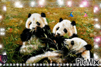 Pandas - GIF animado gratis