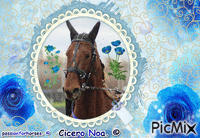 Le champion Cicero Noa. © - GIF animasi gratis