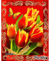 Red and yellow tulips. анимированный гифка