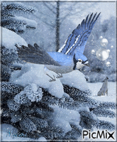 geai bleu sous la neige GIF animé