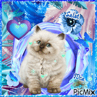 Bonjour les chatons 动画 GIF