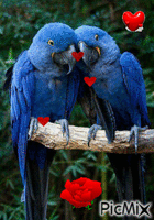 perroquets bleus - GIF animé gratuit
