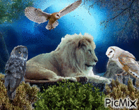 Fantasy owl animerad GIF