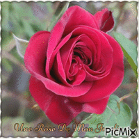 Une rose de mon jardin - GIF animé gratuit