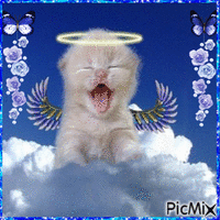 Angel Kitten - Free animated GIF