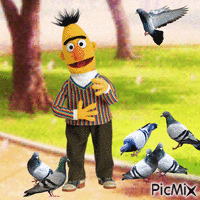 Bert and pigeons - GIF animé gratuit