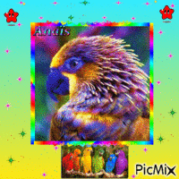 je trouve ce perroquet magnifique animuotas GIF