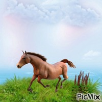 Horse - GIF animé gratuit