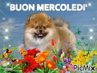 BUON MERCOLEDI' анимиран GIF