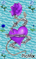 rose violette - Animovaný GIF zadarmo