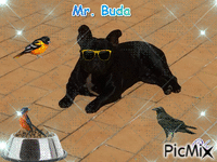 MR.Buda Animated GIF