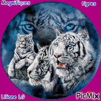 Les Tigres animerad GIF