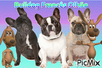 Bulldog Francês animovaný GIF