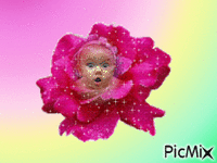 un bébé dans une rose - GIF animé gratuit