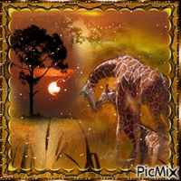 girafes - GIF animado grátis