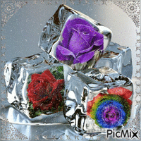 rosas de gelo GIF animata