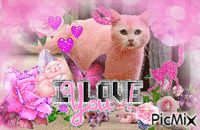 Pink kitty - GIF animé gratuit