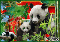 Panda animasyonlu GIF