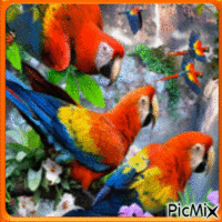 Oiseaux - Bezmaksas animēts GIF