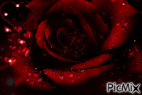 Rosa roja pasion - GIF animate gratis