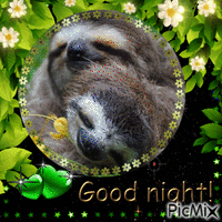 Good Night Three Toed Sloths - Free animated GIF