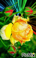 Sárga rózsa. - Zdarma animovaný GIF