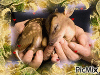 filhote canguru dormindo GIF animé