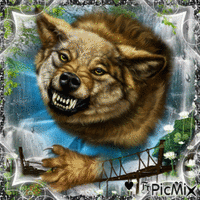 Le loup enragé ♥♥♥ GIF animé