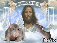 Rat angels with Jesus