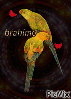 brahimo Animated GIF