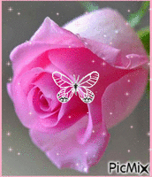 rosa rosa - Gratis geanimeerde GIF