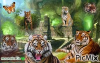 les tigres Gif Animado