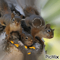 l'écureuil - GIF animé gratuit