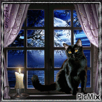 My black cat - GIF animé gratuit