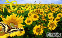 sunflowers yellow Animated GIF