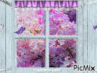 Lilas à la fenêtre - GIF animé gratuit