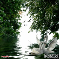 Лебеди - GIF animasi gratis