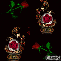 Rose rouge GIF animata