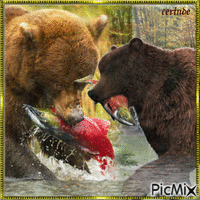 Les ours qui pêchent les saumons Les ours qui pêchent les saumons - Бесплатни анимирани ГИФ