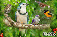 Encontro de pássaros animovaný GIF