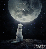 El Perro y la luna - GIF animate gratis